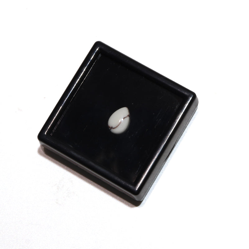 約7×10mm
