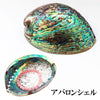 Plate Abalone Shell <New Zealand> [in-g7005]