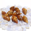 Fossil Shell Fossil Carnelianized Vicaria ＜Made in America＞ [rs-g2003]
