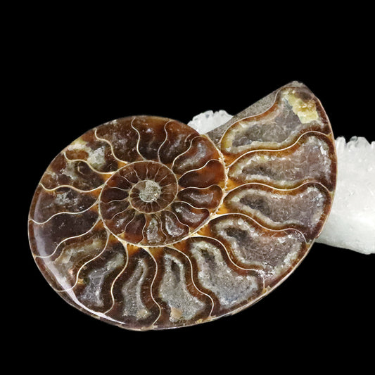 化石　アンモナイト＜マダガスカル産＞　約10cm　2枚セット  [co-g1810]