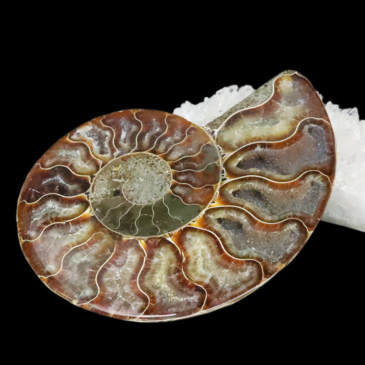 化石　アンモナイト＜マダガスカル産＞　約10cm　2枚セット  [co-g1811]