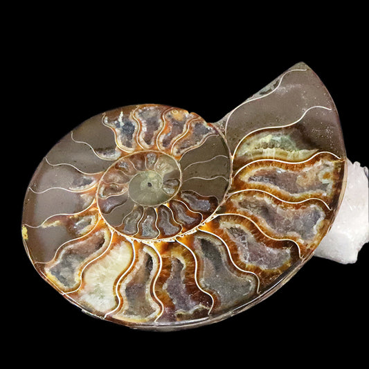 化石　アンモナイト＜マダガスカル産＞　約11.5cm　2枚セット  [co-g1812]