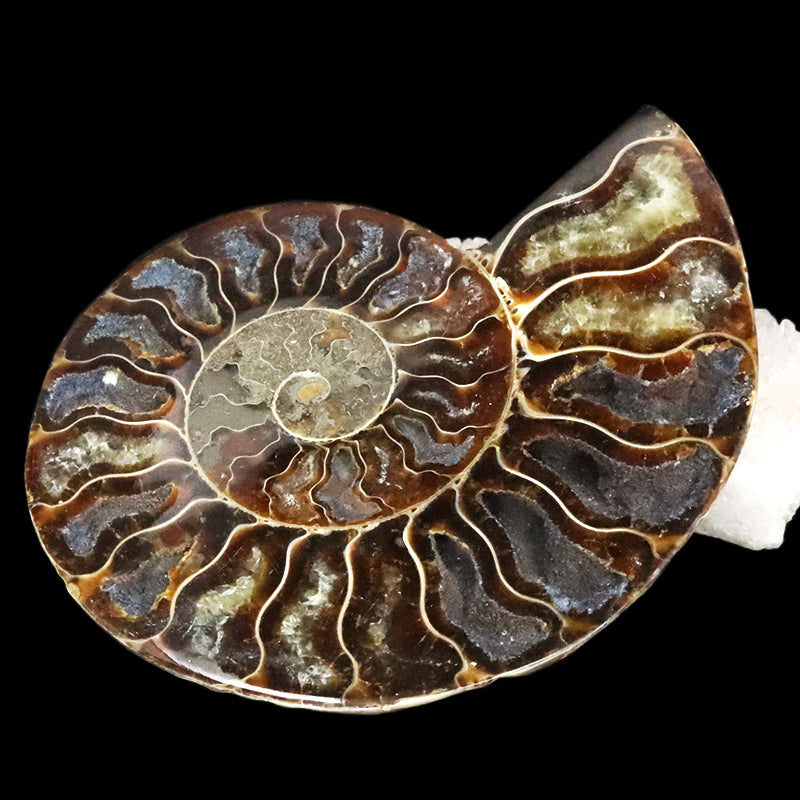 化石　アンモナイト＜マダガスカル産＞　約12cm　2枚セット  [co-g1813]