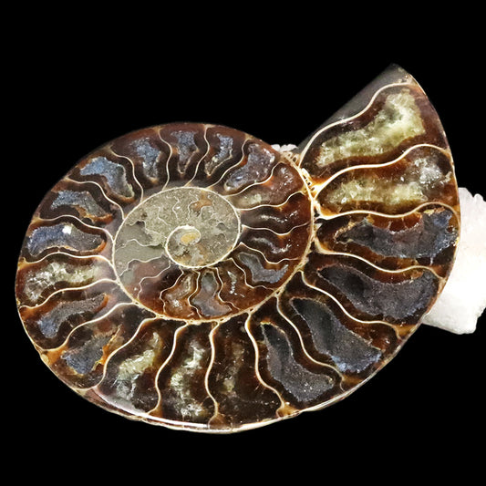 化石　アンモナイト＜マダガスカル産＞　約12cm　2枚セット  [co-g1813]