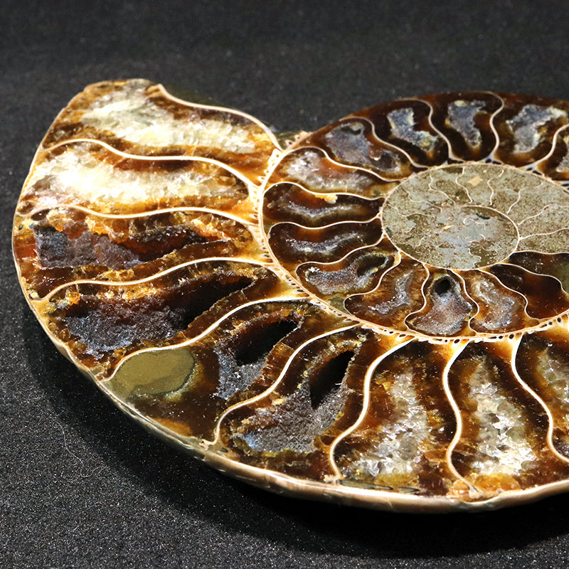 化石　アンモナイト＜マダガスカル産＞　約12cm　2枚セット  [co-g1813]