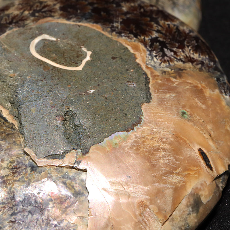 化石　アンモナイト＜マダガスカル産＞　約12cm　2枚セット  [co-g1813]