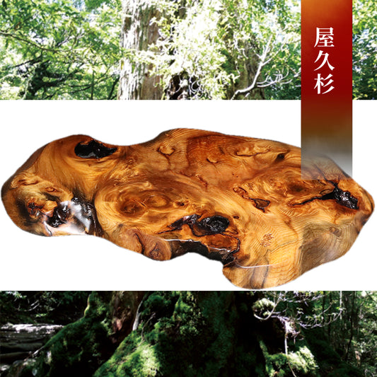 【パワーズウッド】屋久杉＜鹿児島県/屋久島産＞　油木　寅柄　プレート  [co-g2370]